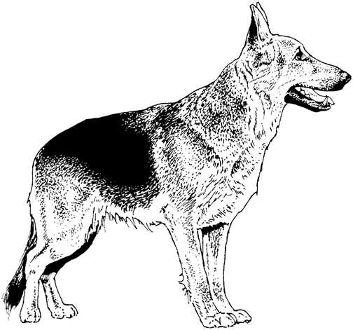 Black white dogs dog graphics