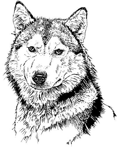 Black white dogs dog graphics