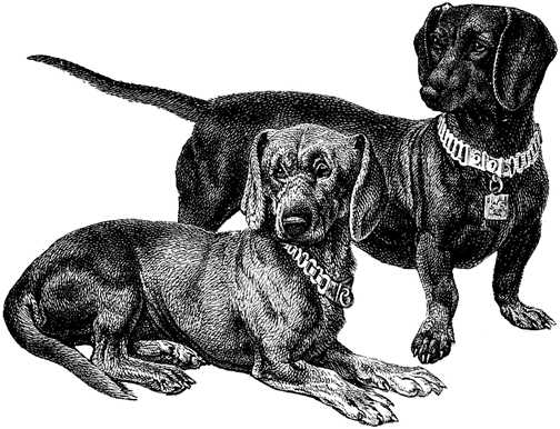 Black white dogs dog graphics