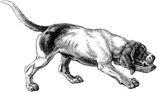 Black white dogs dog graphics