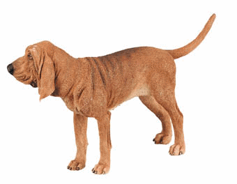 Bloodhound dog graphics