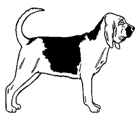 Bloodhound dog graphics