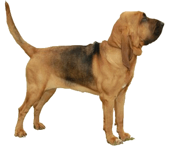 Bloodhound dog graphics