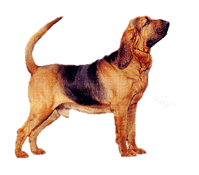 Bloodhound dog graphics