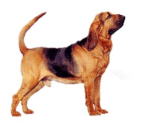 Bloodhound