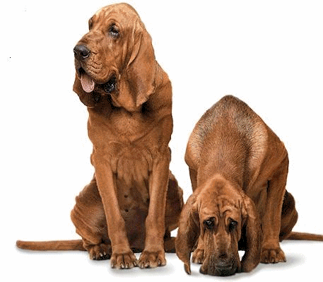 Bloodhound