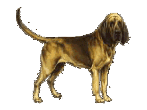 Bloodhound dog graphics