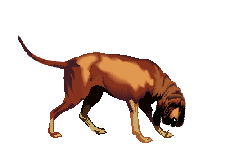 Bloodhound dog graphics