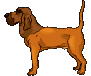Bloodhound dog graphics