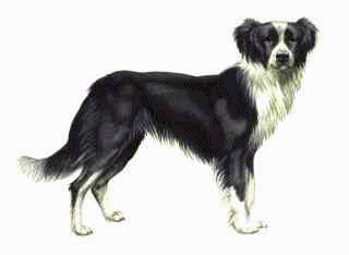 Border collie dog graphics