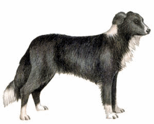 Border collie