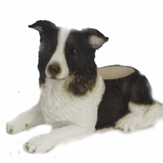 Border collie dog graphics