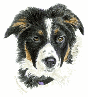 Border collie dog graphics