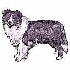 Border collie