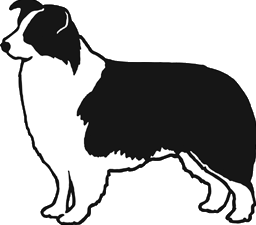 Border collie dog graphics