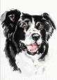 Border collie dog graphics