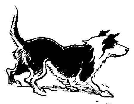 Border collie dog graphics