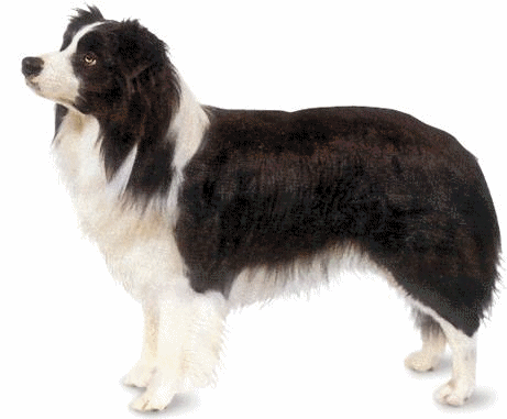 Border collie dog graphics