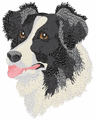 Border collie dog graphics