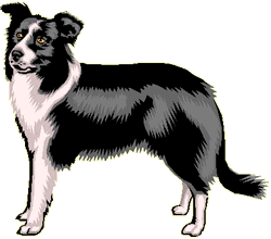 Border collie dog graphics