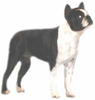 Boston terrier dog graphics