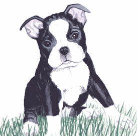 Boston terrier dog graphics