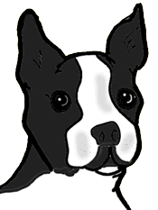 Boston terrier