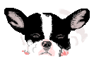 Boston terrier dog graphics