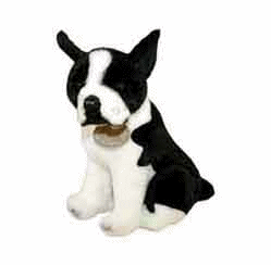 Boston terrier