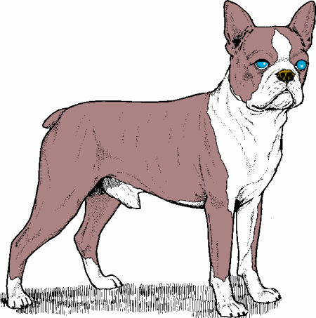 Boston terrier dog graphics