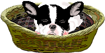 Boston terrier dog graphics