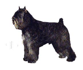 Bouvier des flandres dog graphics