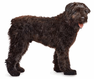 Bouvier des flandres