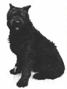 Bouvier des flandres dog graphics