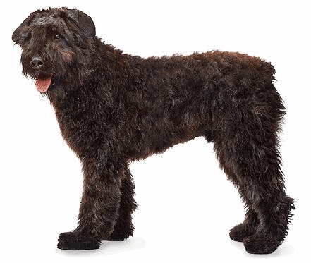 Bouvier des flandres