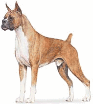 Boxers dog graphics