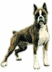 Boxers dog graphics