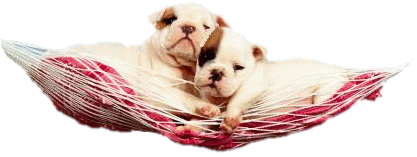 Boxers dog graphics