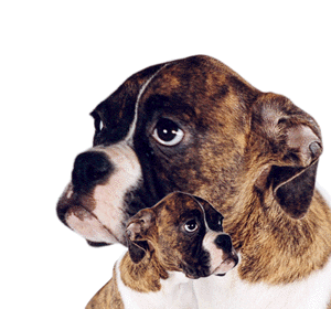 Boxers dog graphics