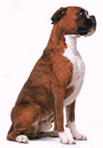 Boxers dog graphics