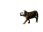 Boxers dog graphics