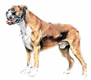 Boxers dog graphics