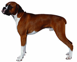 Boxers dog graphics