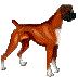 Boxers dog graphics