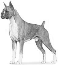 Boxers dog graphics