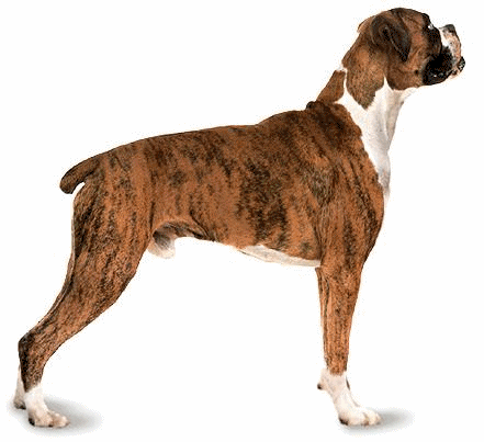 Boxers dog graphics
