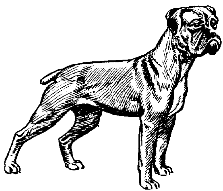 Boxers dog graphics