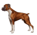 Boxers dog graphics