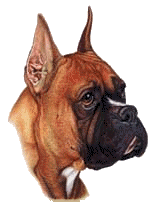 Boxers dog graphics