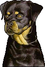 Boxers dog graphics